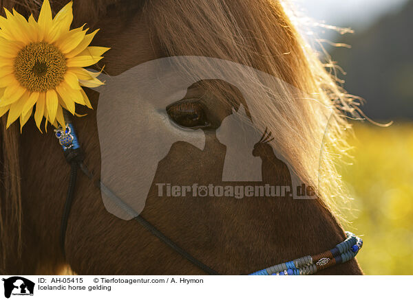 Islnder Wallach / Icelandic horse gelding / AH-05415