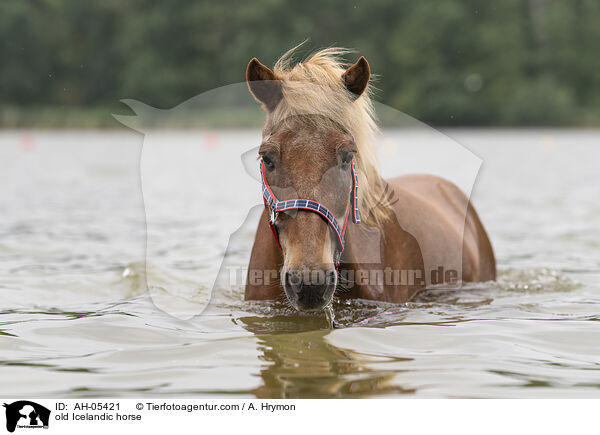 alter Islnder / old Icelandic horse / AH-05421