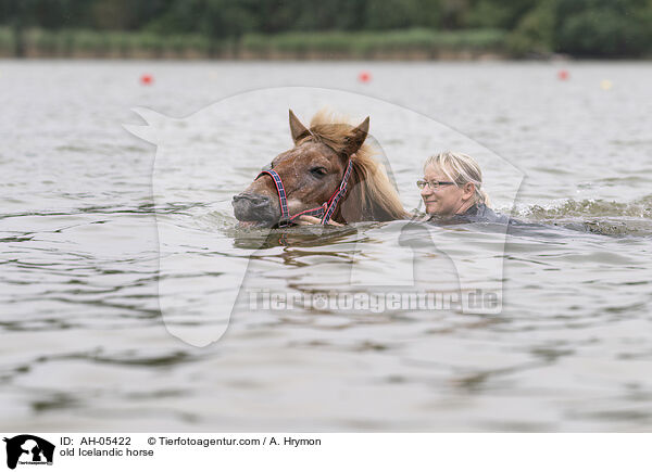 alter Islnder / old Icelandic horse / AH-05422