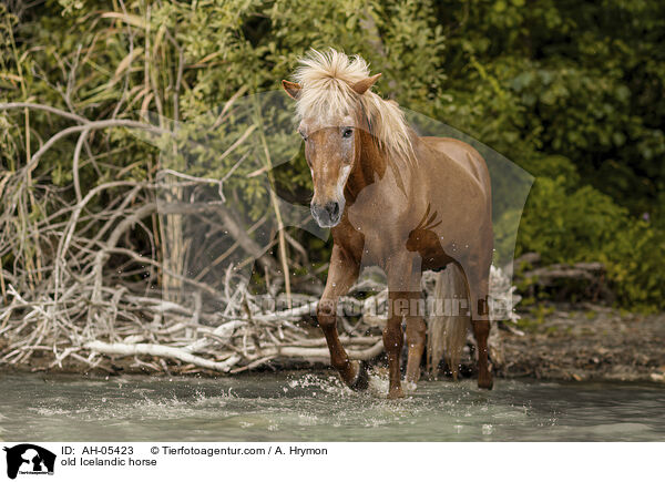 alter Islnder / old Icelandic horse / AH-05423