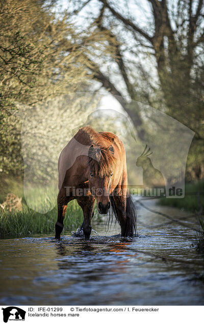 Islnder Stute / Icelandic horses mare / IFE-01299