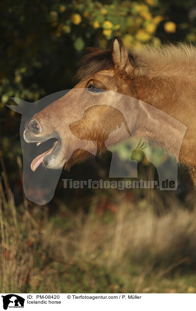 Islnder / Icelandic horse / PM-08420