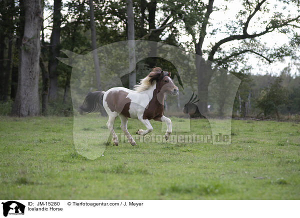 Islandpony / Icelandic Horse / JM-15280