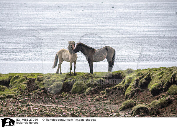 Islnder / Icelandic horses / MBS-27056