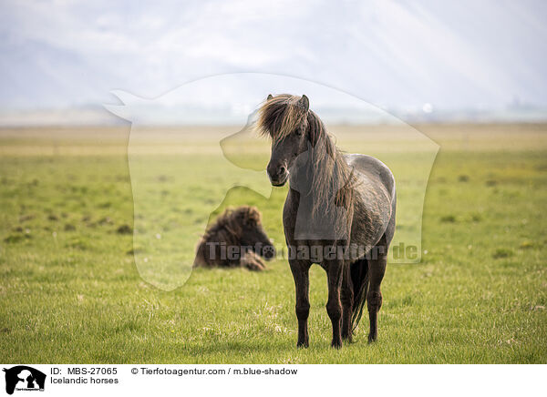 Islnder / Icelandic horses / MBS-27065