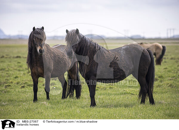 Islnder / Icelandic horses / MBS-27067