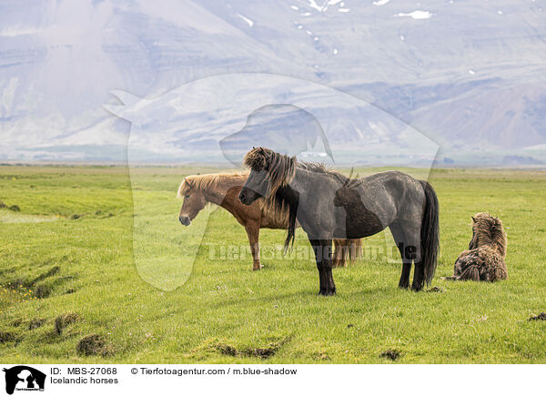 Islnder / Icelandic horses / MBS-27068