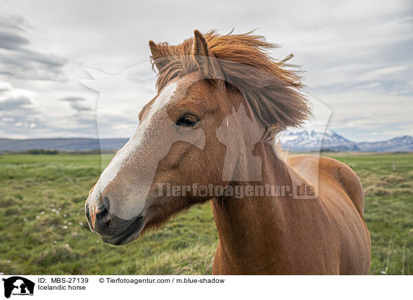 Islnder / Icelandic horse / MBS-27139