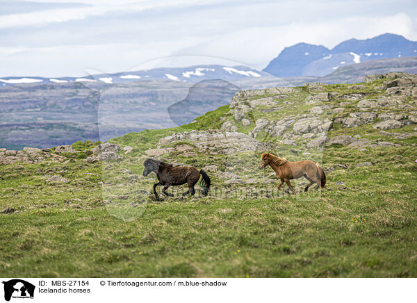 Islnder / Icelandic horses / MBS-27154