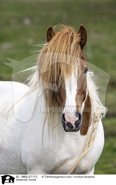 Islnder / Icelandic horse / MBS-27172