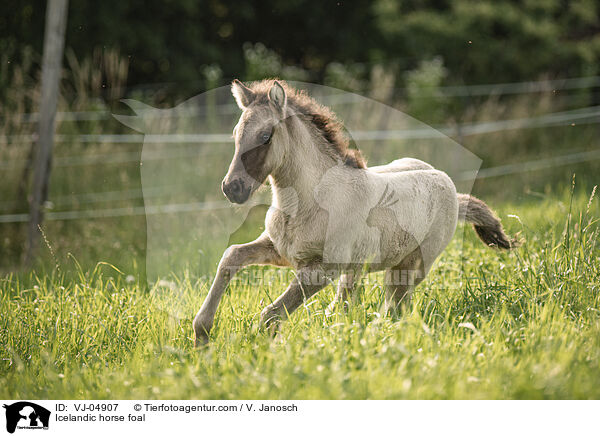 Islnder Fohlen / Icelandic horse foal / VJ-04907