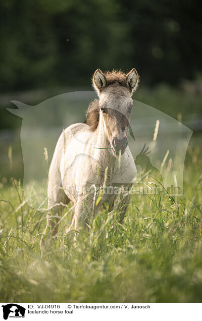 Islnder Fohlen / Icelandic horse foal / VJ-04916