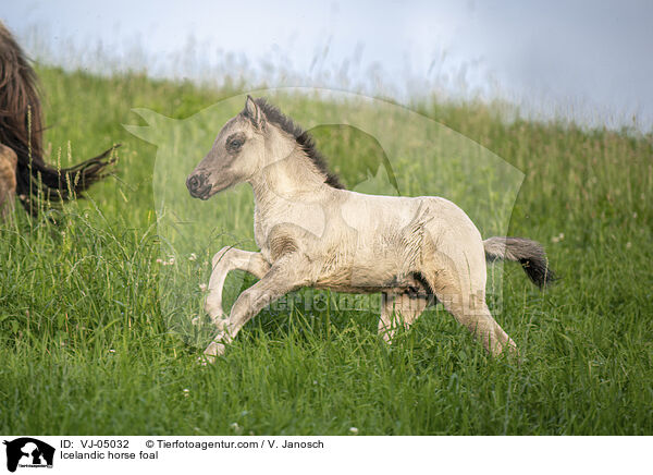 Islnder Fohlen / Icelandic horse foal / VJ-05032