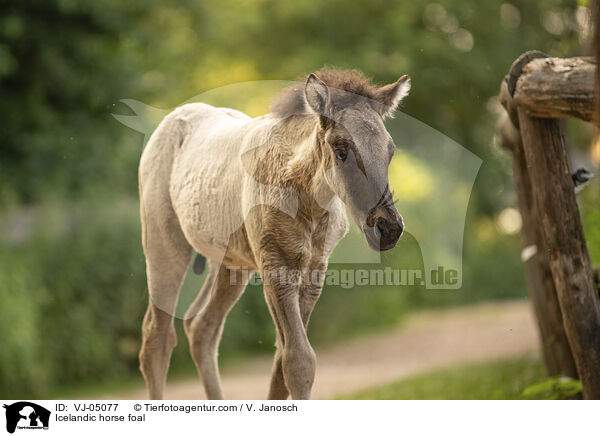 Islnder Fohlen / Icelandic horse foal / VJ-05077