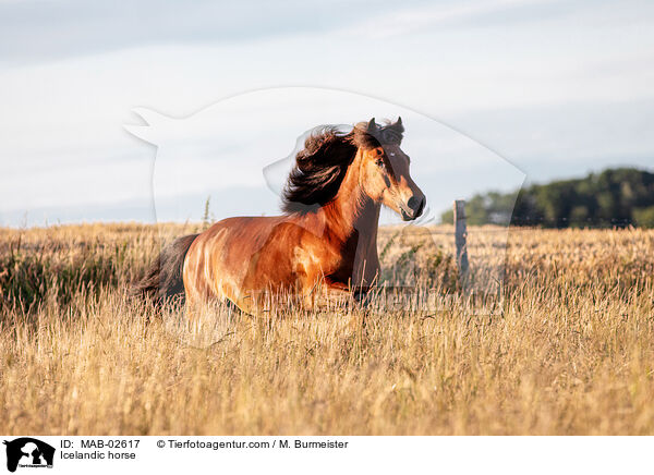 Icelandic horse / MAB-02617