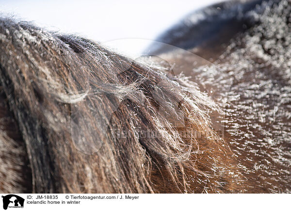 icelandic horse in winter / JM-18835