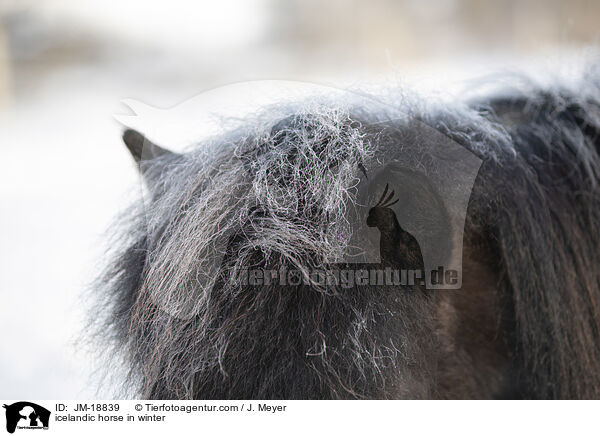 icelandic horse in winter / JM-18839