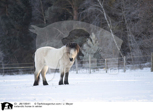 icelandic horse in winter / JM-18841