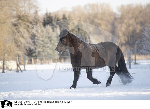 icelandic horse in winter / JM-18846