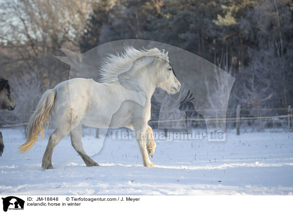 icelandic horse in winter / JM-18848