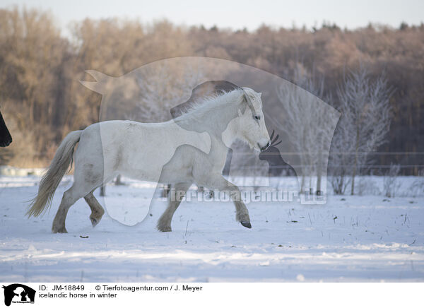 icelandic horse in winter / JM-18849