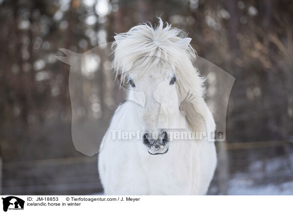 icelandic horse in winter / JM-18853