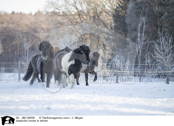 icelandic horse in winter / JM-18858