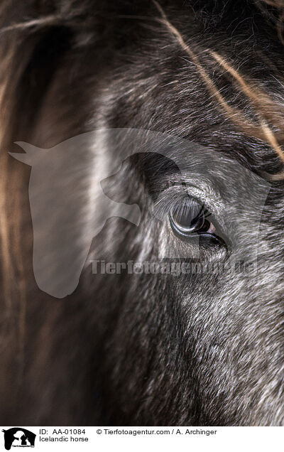 Islnder / Icelandic horse / AA-01084