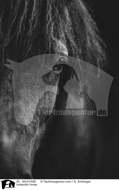 Icelandic horse / AA-01090