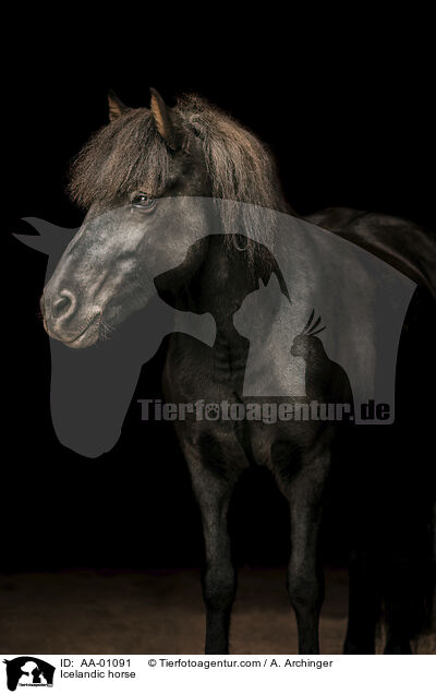 Icelandic horse / AA-01091