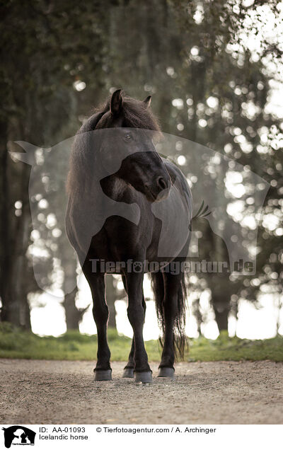 Icelandic horse / AA-01093