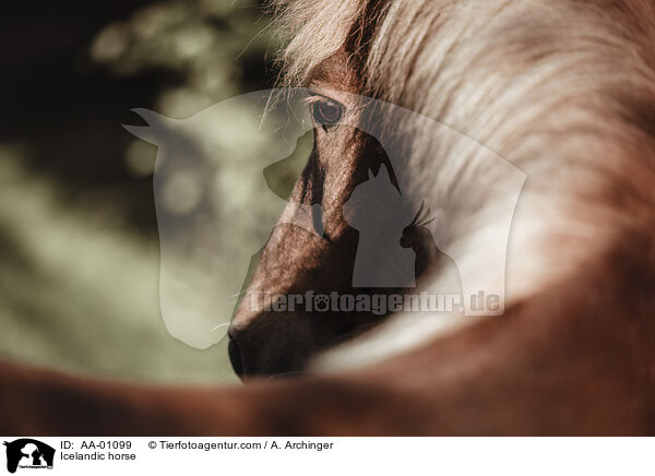 Icelandic horse / AA-01099