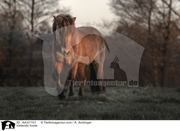 Icelandic horse / AA-01101