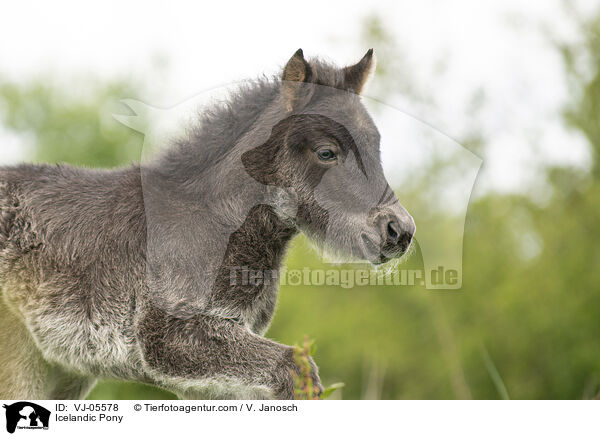 Islnder / Icelandic Pony / VJ-05578