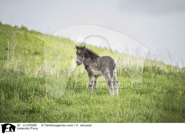 Islnder / Icelandic Pony / VJ-05589