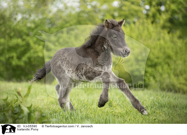 Islnder / Icelandic Pony / VJ-05590