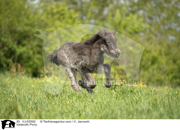 Islnder / Icelandic Pony / VJ-05592