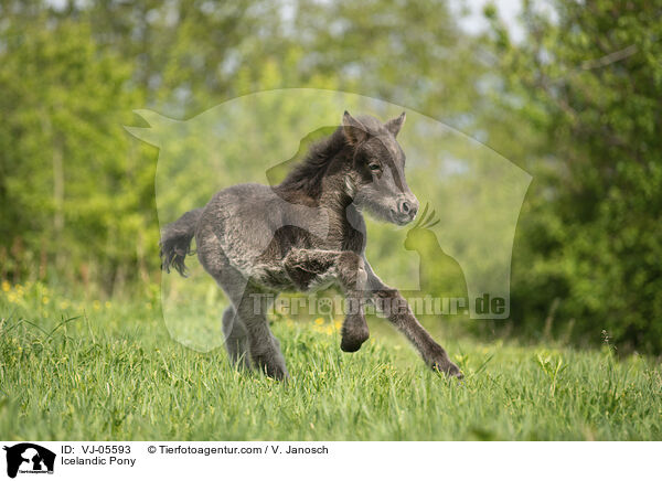 Icelandic Pony / VJ-05593