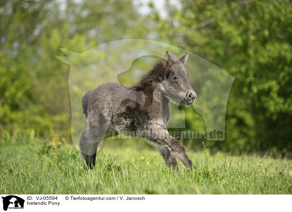 Islnder / Icelandic Pony / VJ-05594