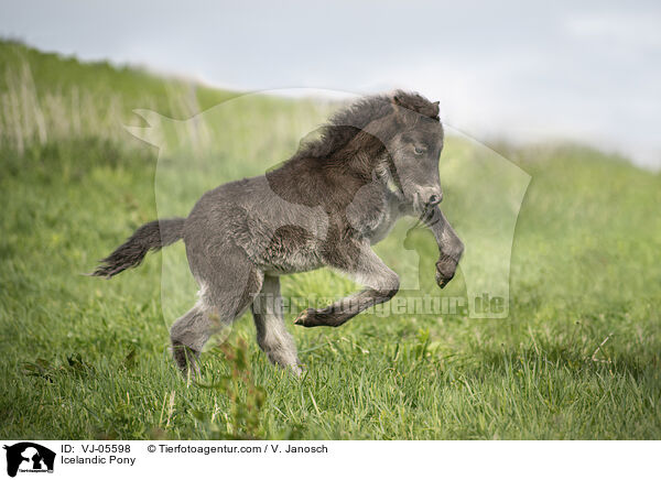 Islnder / Icelandic Pony / VJ-05598