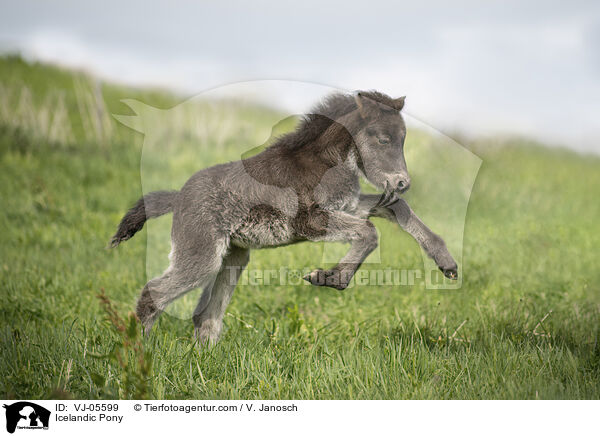 Icelandic Pony / VJ-05599