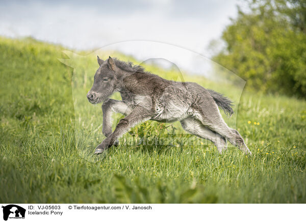 Icelandic Pony / VJ-05603