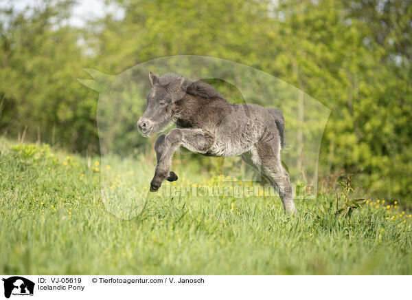 Islnder / Icelandic Pony / VJ-05619