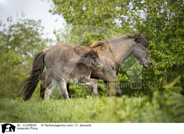 Islnder / Icelandic Pony / VJ-05634