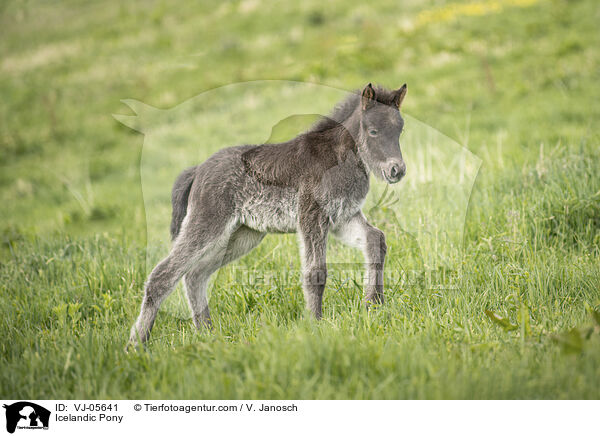 Icelandic Pony / VJ-05641