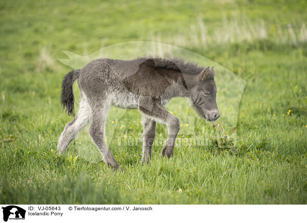 Islnder / Icelandic Pony / VJ-05643