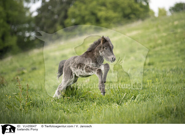 Icelandic Pony / VJ-05647