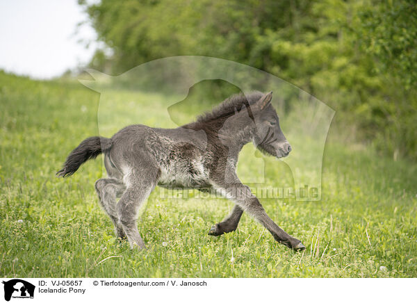 Icelandic Pony / VJ-05657