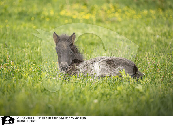 Icelandic Pony / VJ-05666