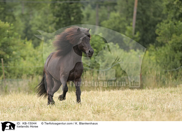 Islnder / Icelandic Horse / KB-15044